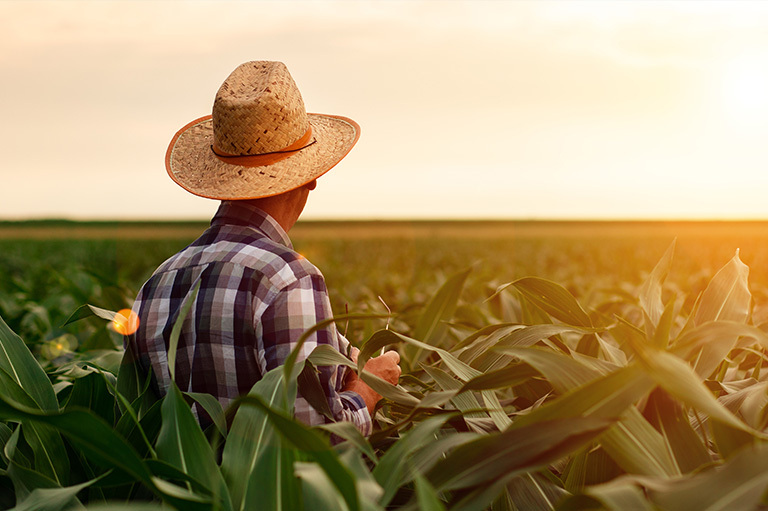 Desafios e Estratégias na Gestão Agrícola para Fazendas: Um Olhar para o Futuro Rural