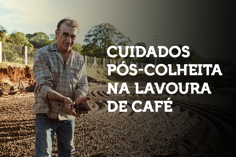 CUIDADOS PÓS-COLHEITA NA LAVOURA DE CAFÉ