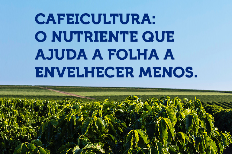 Cafeicultura: o nutriente que ajuda a folha a envelhecer menos