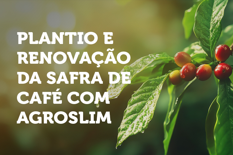 Plantio e Renovação da Safra de Café